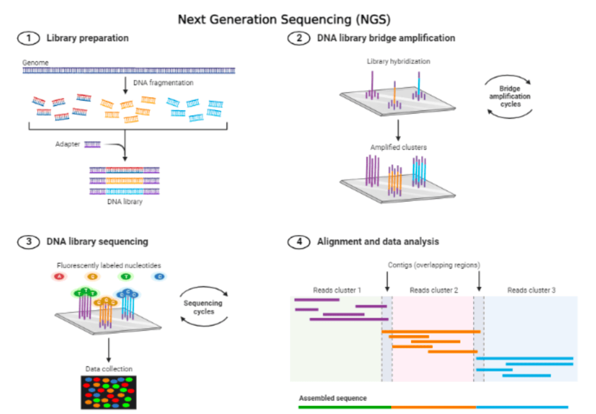 The Evolution of Genomic Analysis and Its Applications in the Food ...